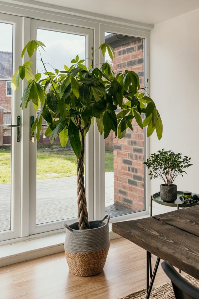 green potted plant on brown wooden table
